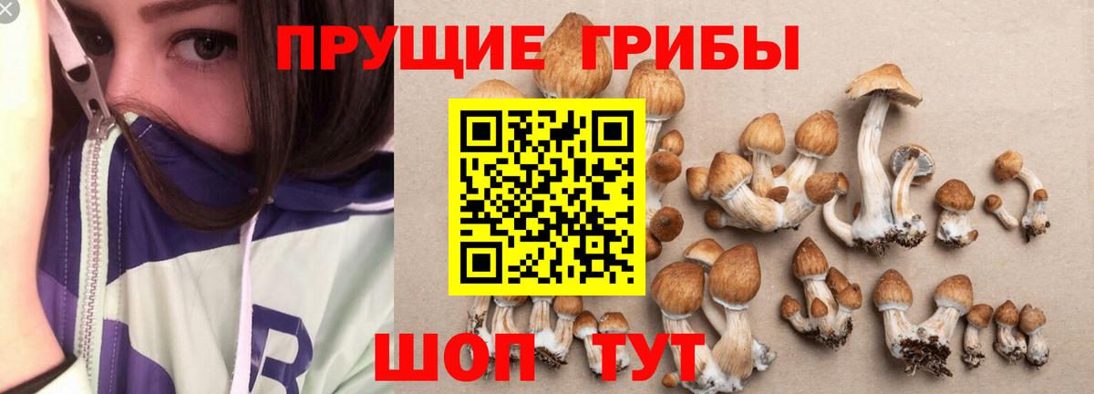 купить  сайты  Галлюциногенные грибы прущие грибы  Вход с VPN  Новотроицк  Галлюциногенные грибы мицелий 